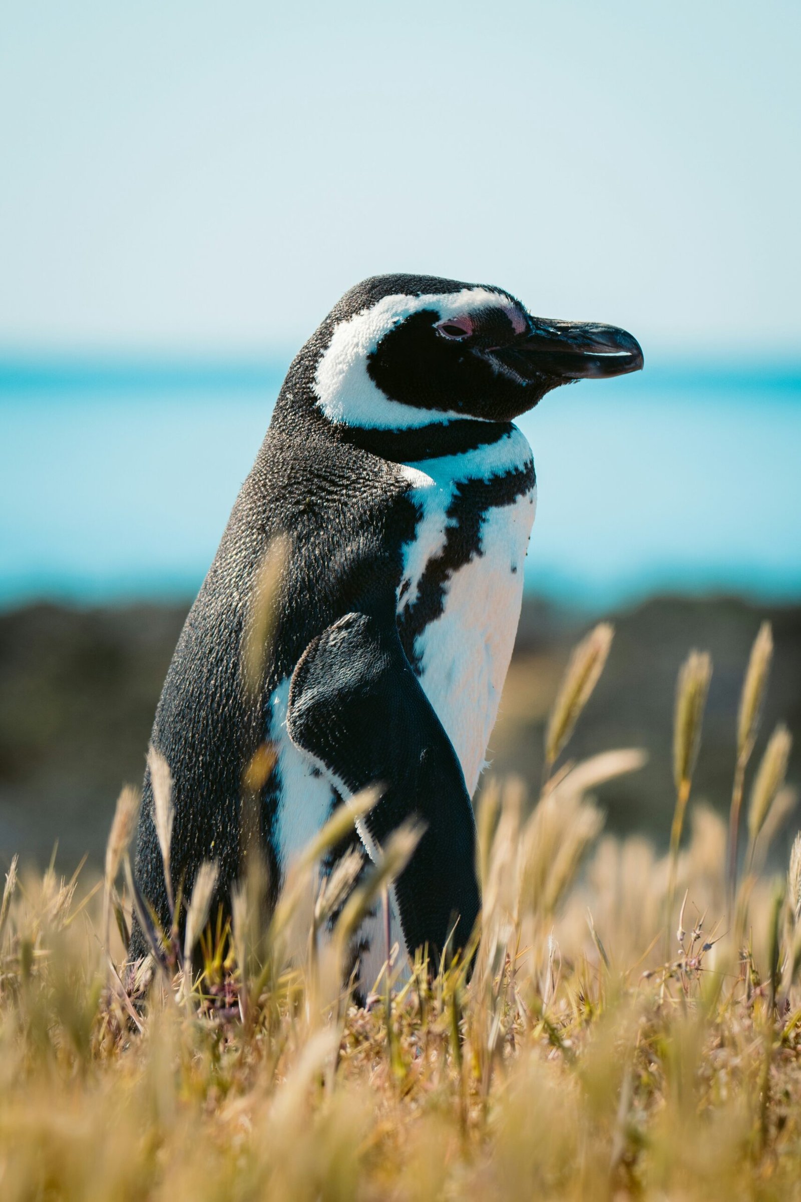 a penguin standing in a field of tall grass